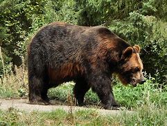 Bear at Woodland Park Zoo