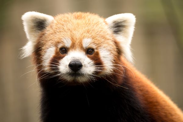 Red Panda is Popular at the Zoo